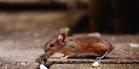 Cara Mengusir Curut atau Tikus dari Rumah dengan Bahan Alami, Dijamin Curut Kabur dan Tidak Kembali