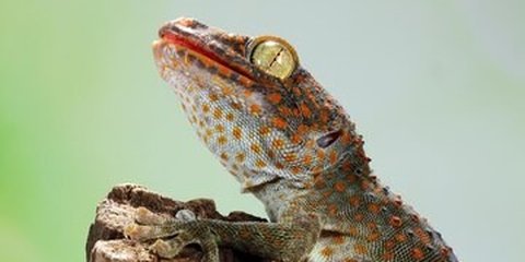 Cara Efektif Mengusir Tokek dari Rumah dengan Bahan Alami Tanpa Membunuhnya