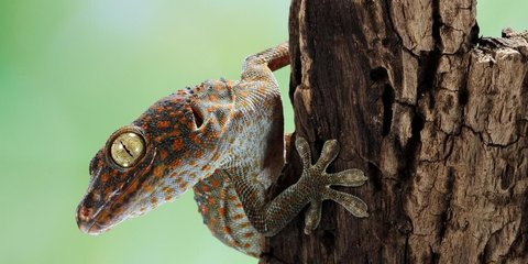 Cara Ampuh Mencegah Tokek Kembali ke Rumah Setelah Berhasil Diusir