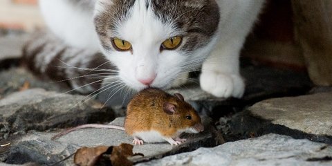 Cara Alami Mengusir Tikus dari Mobil Anda