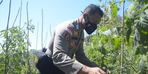 Cerita Polisi di Perbatasan Timor Leste Selamatkan Bibit Tomat Raksasa hingga Dapat Pin Emas Kapolri