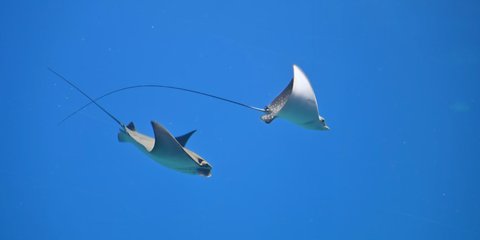 Bukan Anglerfish, Ini Ikan yang Dinobatkan Paling Cerdas Menurut Ilmuwan