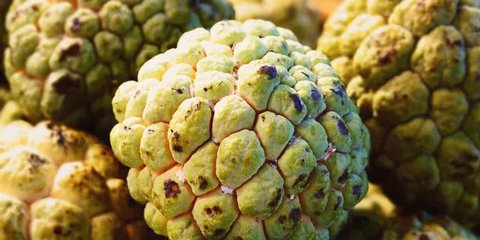 Potensi Atasi Kanker dengan Biji Srikaya, Begini Cara Pemakaiannya yang Efektif