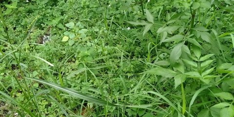 Membasmi Rumput Liar dengan Garam: Metode Efektif dan Ramah Lingkungan