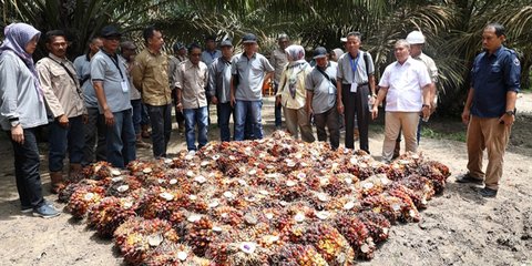 Indonesia Ternyata Masih Jadi Raja CPO Dunia, Ini Datanya