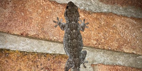 Mitos Menarik Seputar Tokek, Benarkah Tokek Masuk Rumah Jadi Pertanda Keberuntungan?