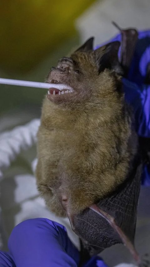Bermula dari 3 Bocah Makan Kelelawar, 50 Orang Kemudian Tewas karena Penyakit Misterius
