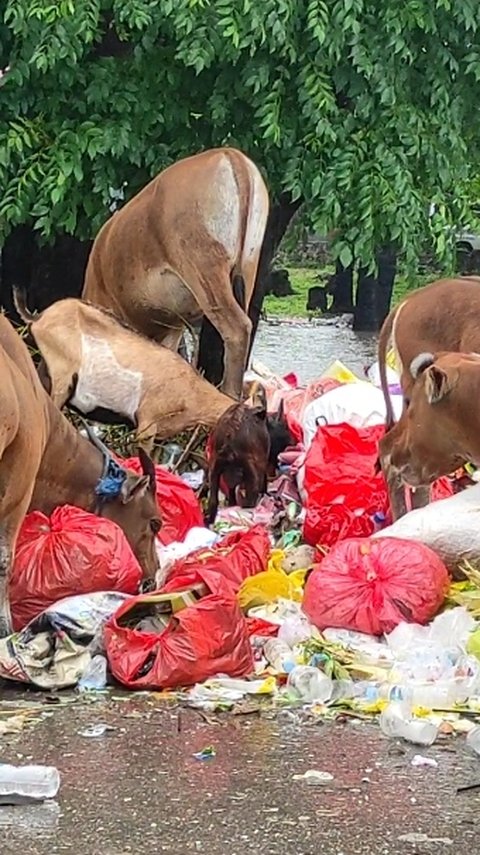 Fakta Miris Buruknya Penanganan Sampah di Kupang, Sampai Dimakan Sapi dan Kambing