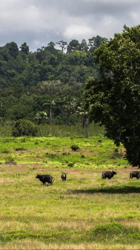 Tantangan dan Peluang Banyuwangi dalam Menarik Wisatawan Mancanegara