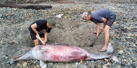 Sepanjang 2024, 30 Paus dan 16 Lumba-lumba Mati Terdampar di Pantai Bali dan NTT