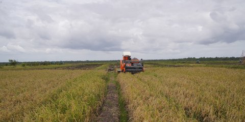 Data BPS: Produksi Beras Meningkat Tajam 52,3 Persen Periode Januari-Maret 2025