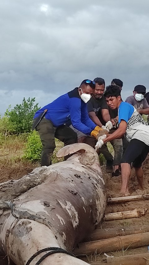 Dugong Sepanjang 2 Meter Mati Terdampar di Perairan Kupang