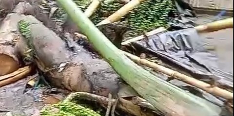 Detik-Detik Pohon Tumbang Timpa Arena Sabung Ayam di Bali, 3 Orang Tewas