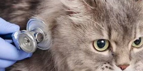 Ciri-ciri Kucing Sedang Sakit, Perlu Dipahami Pemilik