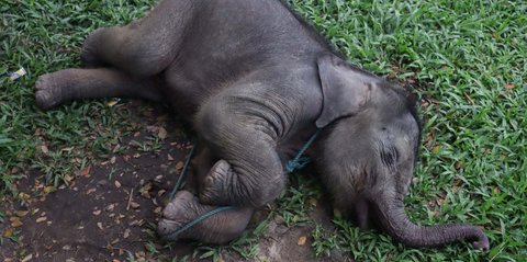 FOTO: Penampakan Bayi Gajah Sumatera Berusia Dua Bulan yang Tersesat di Permukiman Warga