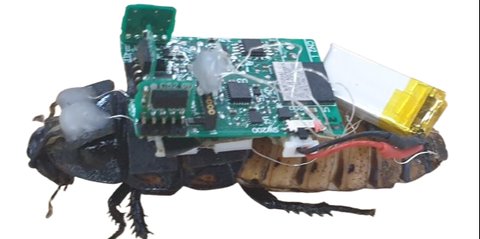 Ilmuwan Indonesia dan Jepang Ubah Kecoak Jadi Cyborg dengan Kekuatan Super, Ini Kehebatannya