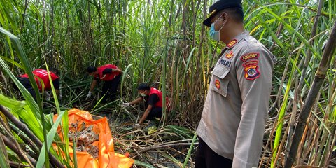 Heboh Temuan Kerangka Manusia di Kebun Tebu Bantul, Polisi Duga Korban Perempuan Usia 25 Tahun
