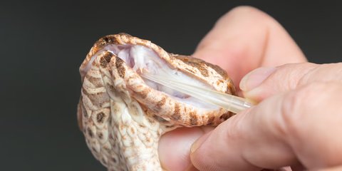 Pertama Kalinya Ular Mutan Ditemukan, Punya Tiga Taring Tajam Mematikan dan Serangan Tercepat di Dunia