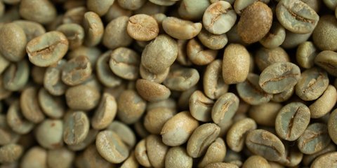 Green Coffee atau Kopi Hijau Bisa Jadi Solusi Jaga Stamina Sepanjang Perjalanan Mudik