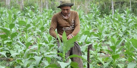 Minta Kepala Daerah Lindungi Ekosistem Pertembakauan, MPKI: Pertembakauan Tulang Punggung Ekonomi Jutaan Rakyat
