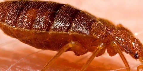 Sering Tak Disadari, 10 Jenis Serangga Ini Bisa Hidup di Tubuh Kita