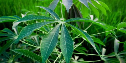 Apakah Daun Singkong Menyebabkan Darah Tinggi? Ketahui Fakta dan Mitosnya Seputar Konsumsi Daun Singkong