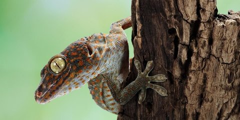 Ciri-Ciri Rumah yang Menjadi Favorit Tokek untuk Bersarang, Waspadai Tanda Ini!