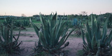 Manfaat Kesehatan dari Agave atau Lidah Naga