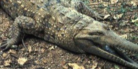7 Reptil Terbesar di Dunia, Ada yang 6 Kali Ukuran Manusia
