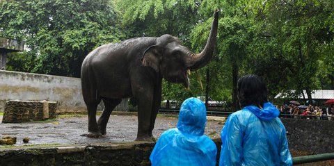 FOTO: Suasana Taman Margasatwa Ragunan Dibanjiri Puluhan Ribu Pengunjung di Hari Kedua Lebaran