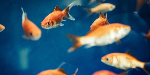 Cara Mengajari Ikan Trik Meminta Makan