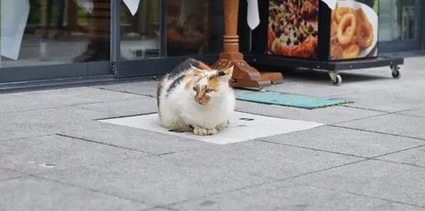 Kucing Kembang Telon dalam Mitos, Ini 6 Makna Positif yang Jarang Diketahui