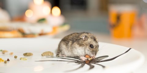 4 Bahan Aromatik Alami yang Ampuh Usir Tikus dari Dapur, Terbukti Efektif dan Ramah Lingkungan