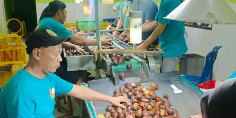 Sempat Dihentikan, Karantina Jateng Kembali Ekspor Salak ke China Sebanyak 78,5 Ton
