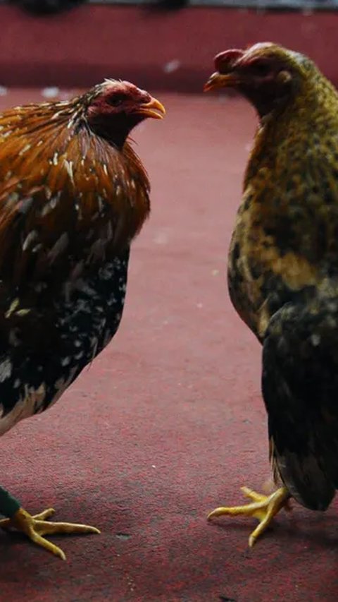 Arena Sabung Ayam Jadi Ajang Pembantaian, 12 Orang Tewas dan 4 Tersangka Ditangkap