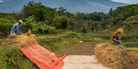 Dukung Swasembada Pangan, Menteri PU Gelar Panen Demplot dan Pameran Hasil Panen IPHA