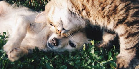 Anjing dan Kucing Bisa Kena Diabetes, Ini Fakta dan Cara Penanganannya