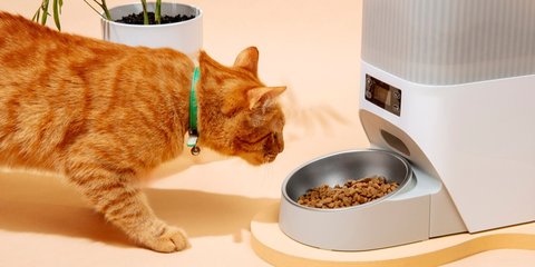 Apakah Bahaya Jika Tidak Sengaja Makan Makanan Kucing? Begini Faktanya