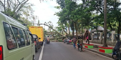 Detik-Detik Pohon Beringin Tua di Garut Tumbang Timpa Motor dan Pemotor