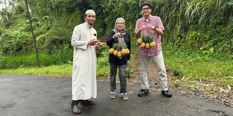 Manisnya Nanas Purbalingga: NanasQu Binaan Pertamina Gandeng 900 Petani Lokal Tembus Pasar Ekspor