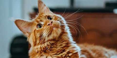 Tak Hanya Bobby Kertanegara, Hewan-hewan Ini juga Mendapat Kasih Sayang Luar Biasa dan Perhatian Dunia