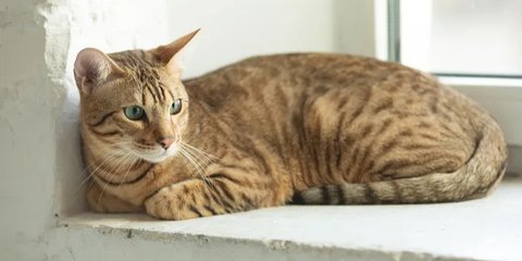 Serengeti, Si Kucing Langka nan Energik, Perpaduan Manis Bengal dan Oriental Shorthair