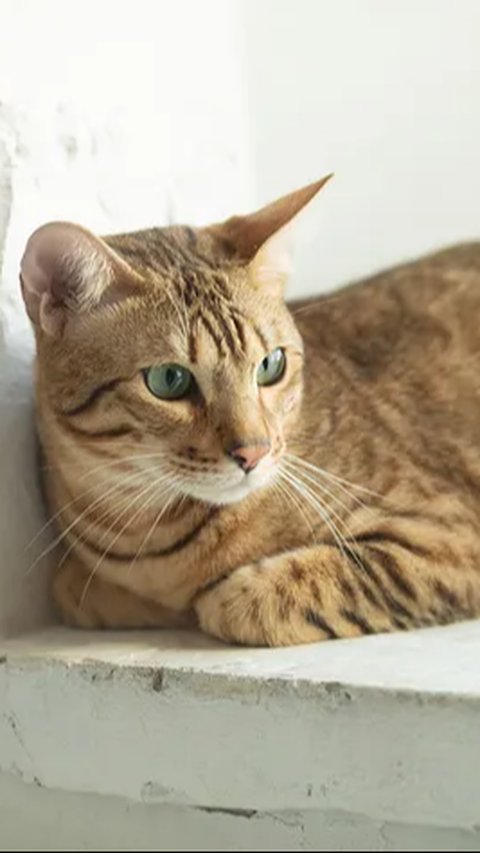 Serengeti, Si Kucing Langka nan Energik, Perpaduan Manis Bengal dan Oriental Shorthair