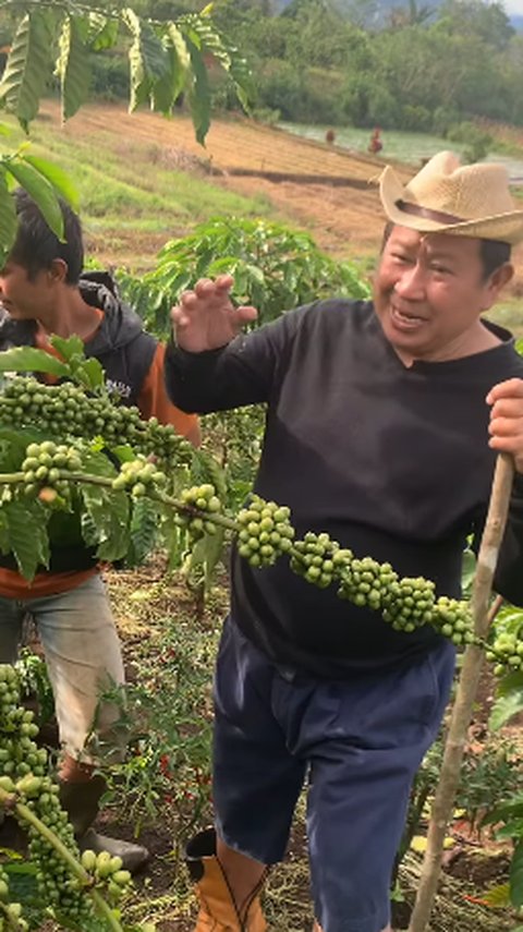 Kini jadi Petani, Momen Pensiunan Jenderal Polisi Turun ke Kebun Kopi Penampilannya Tetap Kece