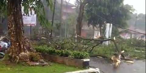 Hujan Ekstrem di Bogor, Pohon Besar Tumbang Tutup Ruas Jalan, Sepeda Motor Terguling