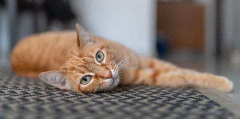 Tips Ampuh dan Cepat Membersihkan Bulu Kucing di Karpet, Anti Gagal dan Dijamin Mengangkat Semua Bulu