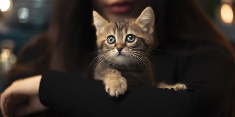 Rahasia Ikatan Emosional Kucing dan Manusia, Ini 4 Cara Kucing Menentukan Manusia Favorit