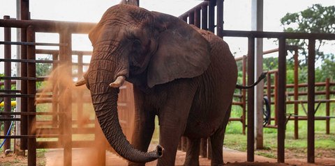 5 Fakta Menarik Induk Gajah dan Anaknya yang Menyentuh Hati, Ternyata Punya Ikatan Batin Kuat