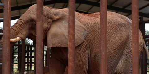 Gajah Ternyata Merupakan Hewan dengan Ingatan yang Sangat Kuat, Ini Alasannya