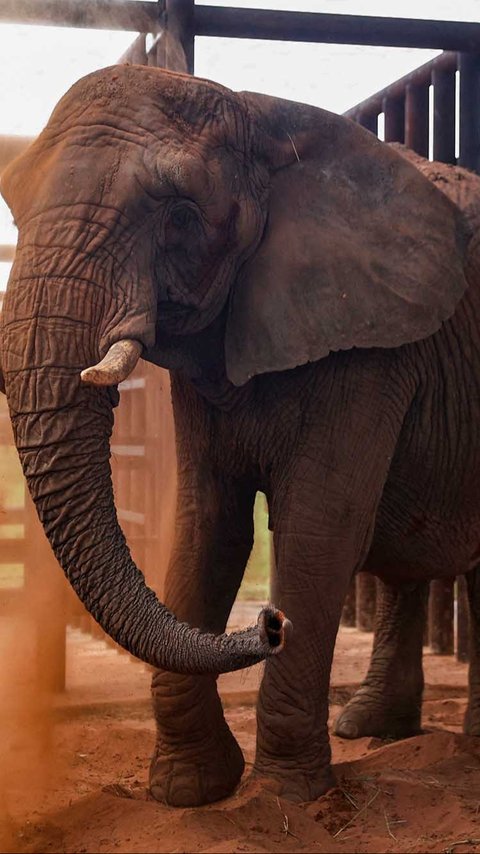 Gajah Ternyata Merupakan Hewan dengan Ingatan yang Sangat Kuat, Ini Alasannya